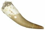 Fossil Plesiosaur (Zarafasaura) Tooth - Morocco #344226-1